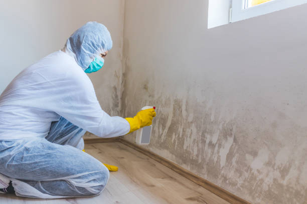 Licensed Basement Mold Remediation service in Lincoln Park, NJ - 24 Hour Mold Removal