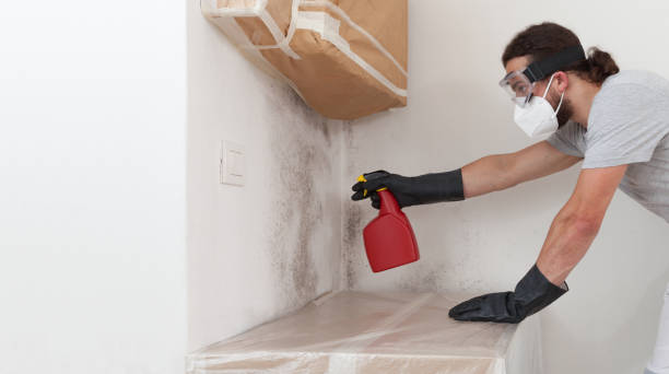 Professional Basement Mold Remediation technician working in Lincoln Park, NJ