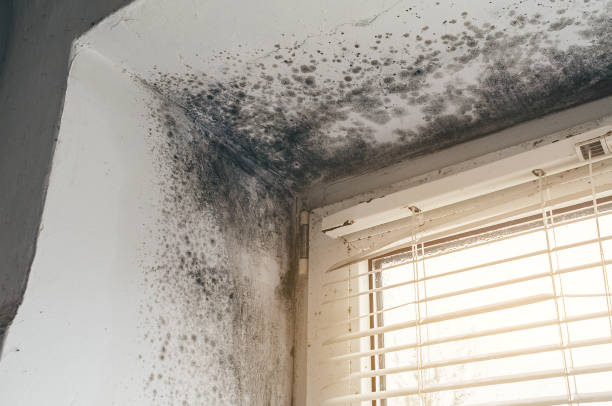 Affordable Basement Mold Remediation solutions in Lincoln Park, NJ